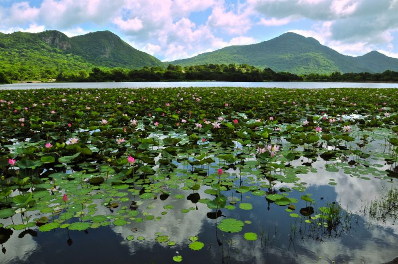 An Hai Lotus Lake