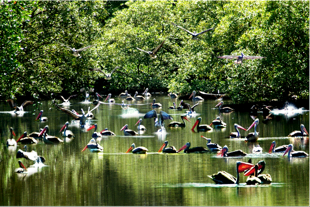 Ca Mau Bird Park