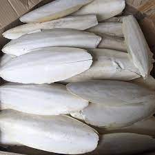  HIGH QUALITY, AFFORDABLE SQUID BONES FROM VIETNAM