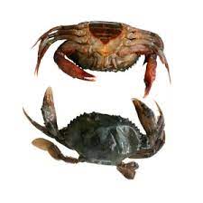  HOT SALE !!! LIVE MUD CRAB Top Quality Mud Crab Live Competitive Price From Vietnam at wholesale price