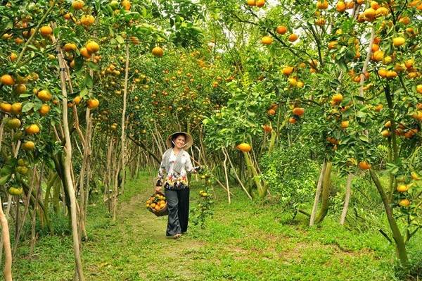 Lai Vung Tangerine Garden