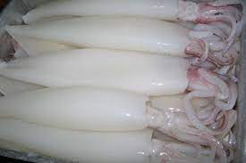  New Arrival High Quality Frozen Squid WholeSale Vietnamese Frozen Squid Seafood Ocean Squid