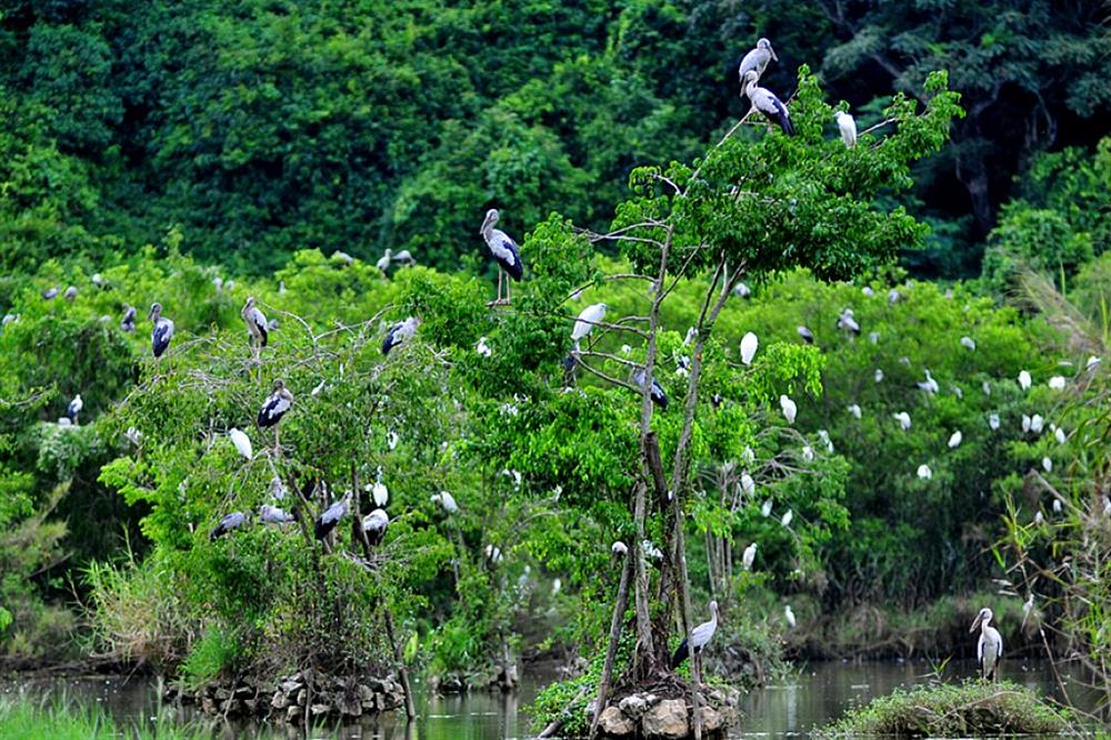 Tan Long Stork Garden